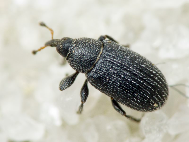 Gymnetron melanarium Germar, 1821